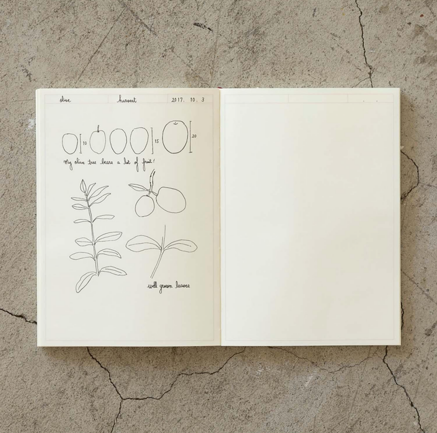 MD Notebook Journal
